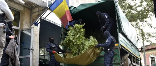 Cum se deghizau polițiștii din Arad pentru a avea grijă de cultura lor de cannabis, până să fie prinși în flagrant 