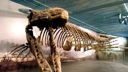 Monstru marin străvechi, descoperit în Japonia. „Dragonul albastru” nu seamănă cu nicio altă creatură vie