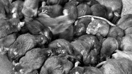 New York-ul se confruntă cu o „criză