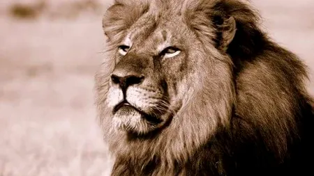 Unul dintre cei mai iubiți lei din Africa, UCIS de un american: ''Este o crimă atroce''