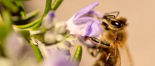 La șase ani de la moratoriul UE, neonicotinoidele încă sunt detectate în mierea de rapiță (STUDIU)
