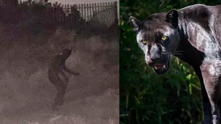 O persoană costumată în panteră neagră bagă spaimă în locuitorii unui oraș. Cine e 