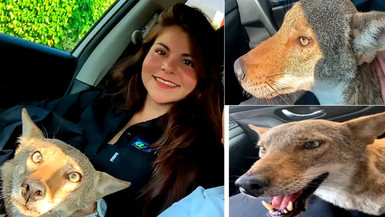 Andrea a crezut că a salvat un câine, dar după câteva zile a avut un șoc! Când a descoperit ce animal este, a chemat AJUTOARE