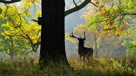 Vânătorul vânat: Un bărbat a fost UCIS de cerbul pe care l-a rănit