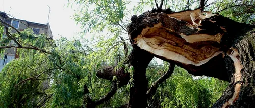 O furtună puternică a doborât mai mulți copaci în județul Giurgiu