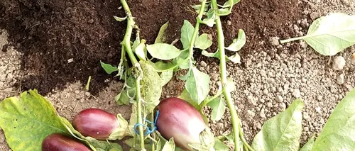 Un agricultor român a dat lovitura: cum arată planta de cartof care a rodit și vinete. GALERIE FOTO