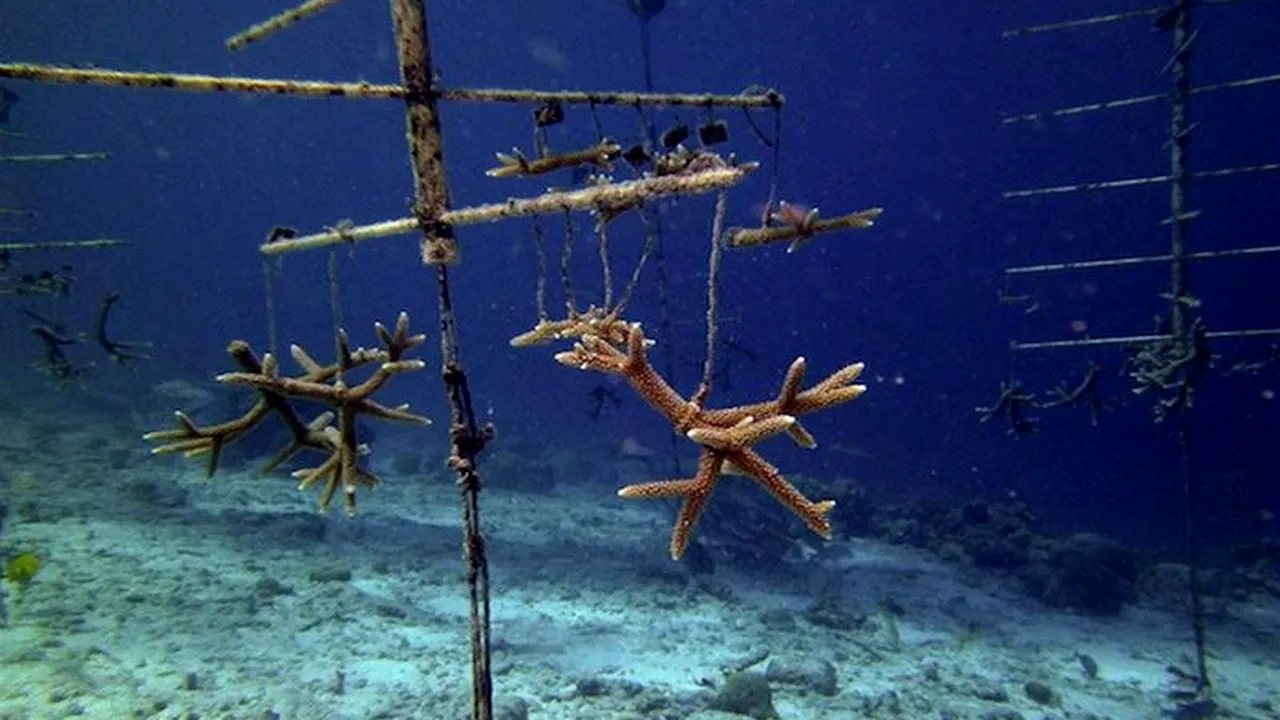 Ce zi! S-a terminat romul...