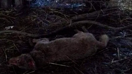 #cugandullaanimale. Proprietarul unui adăpost ilegal de câini, acuzat că torturează animalele din plăcere - FOTO, VIDEO