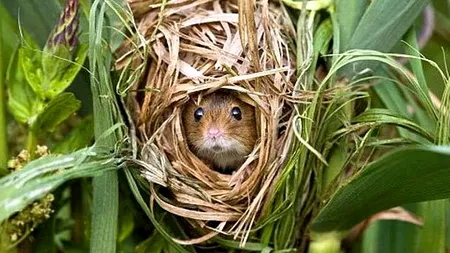 „Ce-a fost verde s-a fumat