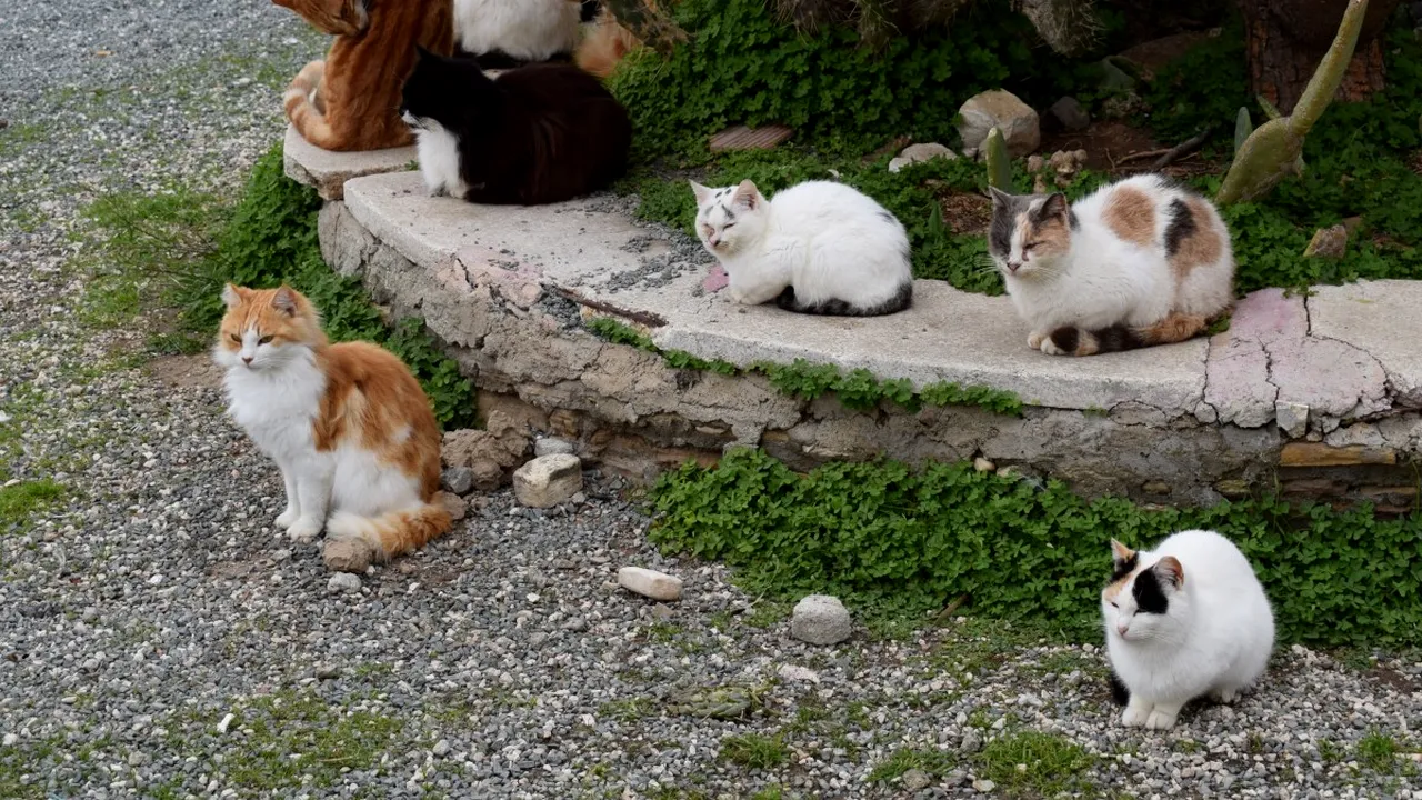 Boala virală care a ucis 300.000 de PISICI în 6 luni. Cum se transmite virusul PIF