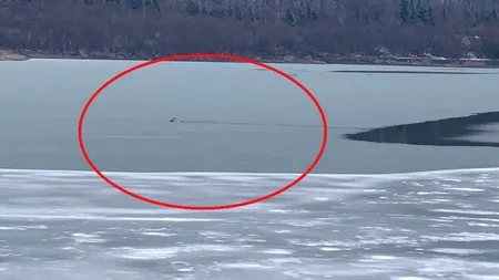 Cerb căzut într-un lac înghețat din Brașov. Operațiunea de salvare a eșuat VIDEO