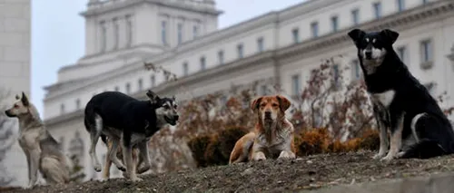 Cetățean german, atacat de câini fără stăpân în Sofia