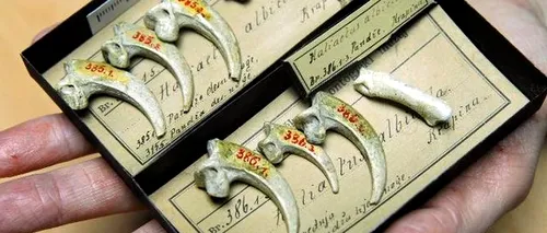 Unde au fost descoperite cele mai vechi bijuterii din lume, realizate în urmă cu 130.000 de ani