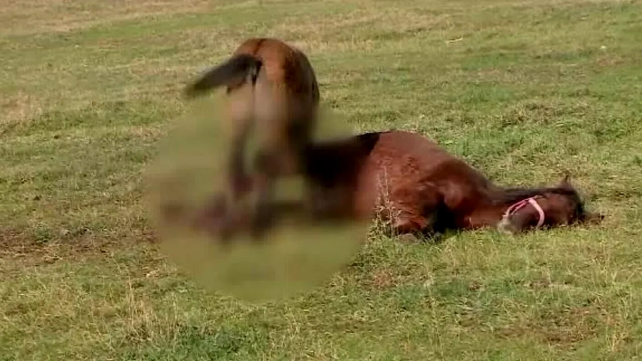 Cal din Iași, eutanasiat după ce a fost găsit cu răni de secure şi fracturi grave la un picior. Suspect este un bărbat, acuzat în trecut că ar fi provocat și moartea unei vaci 