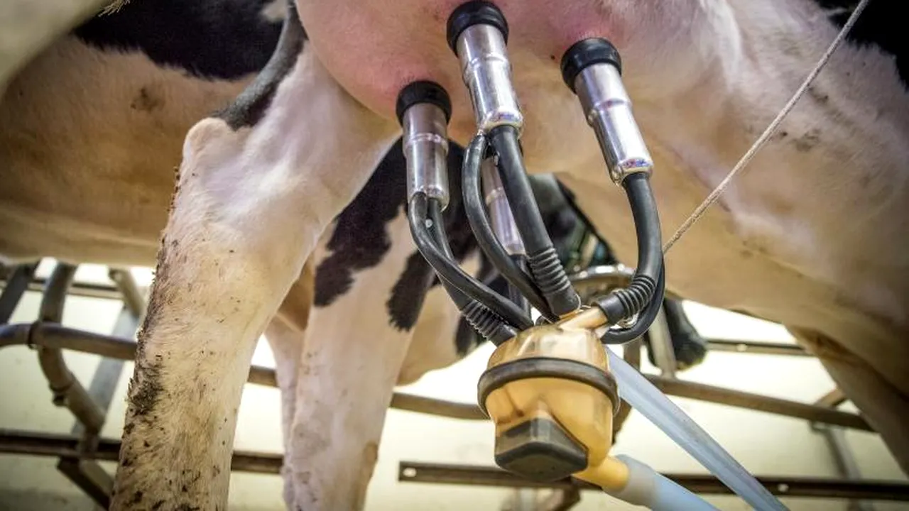 INS: Cantitatea de lapte colectată în noiembrie a scăzut cu 6,8% față de octombrie