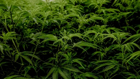 Uber îşi extinde afacerile prin livrarea de canabis, în Canada