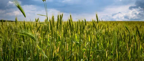 EXCLUSIV. Ministrul Agriculturii așteaptă o producție de peste nouă milioane de tone la grâu, în 2021. Fermierii se tem de ploi și de grindină