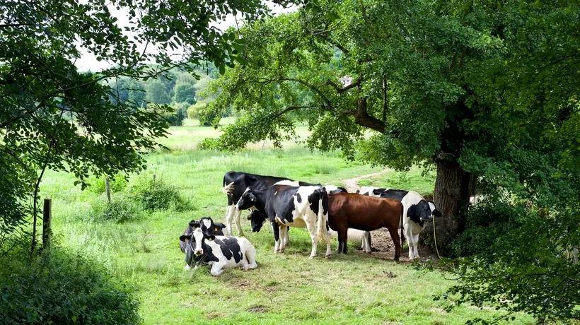 Fenomen extrem de RAR la o fermă din România. Văcuța Jojo din rasa Holstein este una la 100.000!