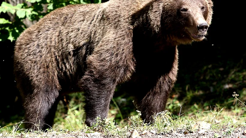 Turiștii au semnalat prezența unui urs în apropierea unei cabane din județul Brașov
