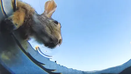 A pus o cameră în fundul unei găleți de apă pentru a vedea ce vietăți vin să bea din ea. Nu a fost dezamăgit de rezultat | VIDEO