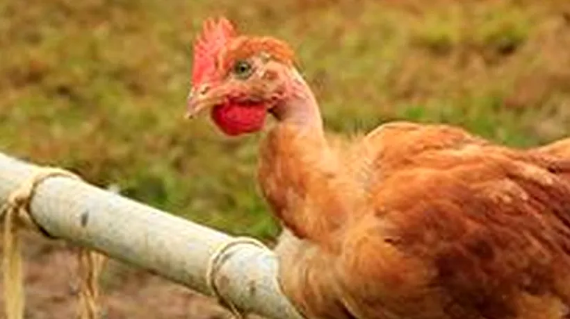 Un focar secundar de gripă aviară, confirmat la o fermă de găini din Maramureș