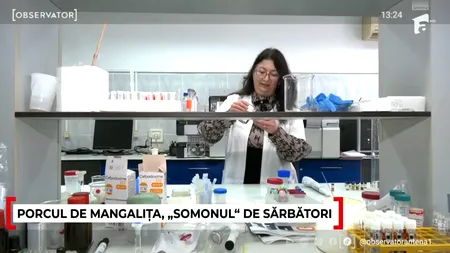 Carnea de MANGALIȚA, „somonul” de sărbători. Cât costă și de ce este considerată o delicatesă