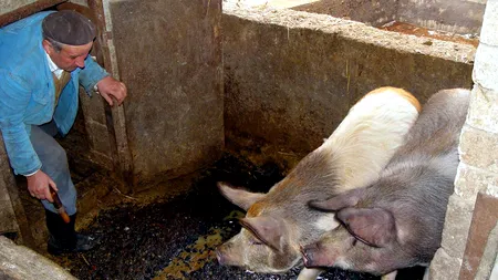 Pesta porcină africană: peste 45.000 de porci UCIȘI și ARȘI. Ministrul Agriculturii, comparație nefericită cu HOLOCAUSTUL