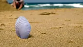 Descoperire macabră în Italia. Două organe, posibil umane, au fost găsite pe o plajă din regiunea Lazio