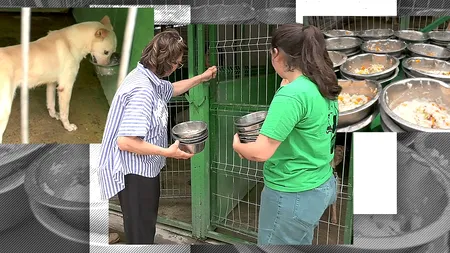  VIDEO | „Tocăniță pentru toți Bobiță”, pregătită de actrița Carmen Tănase la Adăpostul Speranța. „Iubesc animalele de când mă știu, poate prea mult”