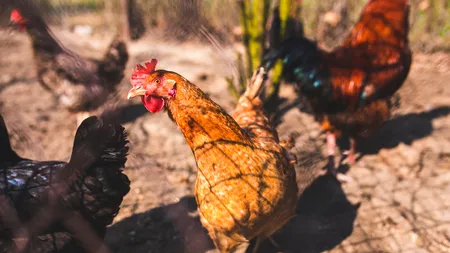 Sfaturi pentru creșterea GĂINILOR: Ingredientul pe care ar trebui să îl adaugi în apa lor pentru a avea parte de păsări mari și sănătoase