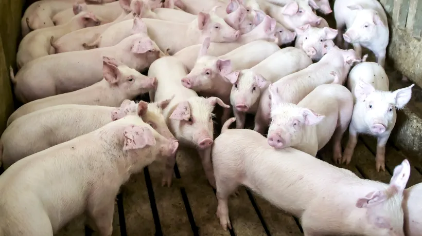 Epidemia de Pestă porcină africană nu se oprește. Peste 200 MILIOANE DE LEI, despăgubiri pentru porcii UCIȘI