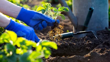 Cum să ai o grădină bogată în octombrie. Ce legume sunt rezistente la frig
