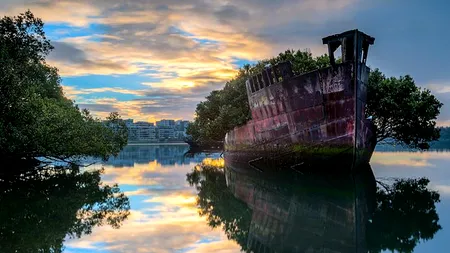 Pădurea Plutitoare veche de peste un secol, o atracție turistică în Australia
