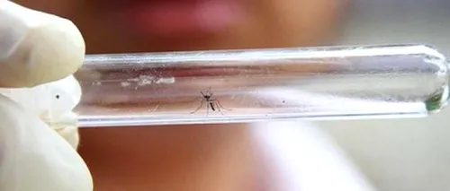 Un prim caz de infectare cu virusul Zika, depistat în Chile