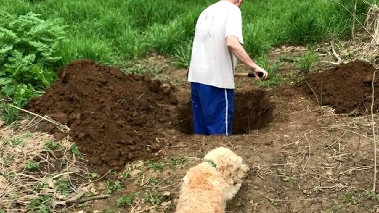 Stăpânul i-a săpat groapa, după ce veterinarul l-a condamnat la moarte. Povestea incredibilă a unui câine salvat în ultimul moment