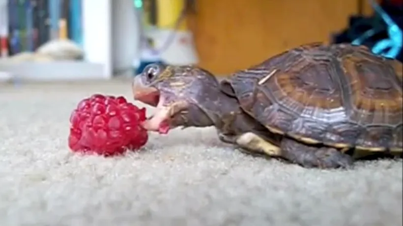 Și broscuțelor țestoase le place zmeura. VIDEO