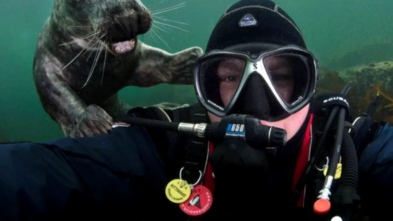 Apariție neașteptată. Cum a reușit un britanic să se fotografieze cu o focă   