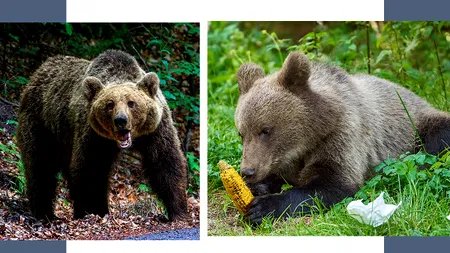 MOBILIZARE de amploare, după ce un pui de urs a ajuns în apropierea unei școli / Dispozitiv de intervenție al jandarmilor