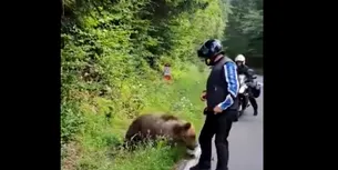 VIDEO | Motociclist atacat de ursul pe care îl hrănea, pe Transfăgărășan. Momentul a fost filmat