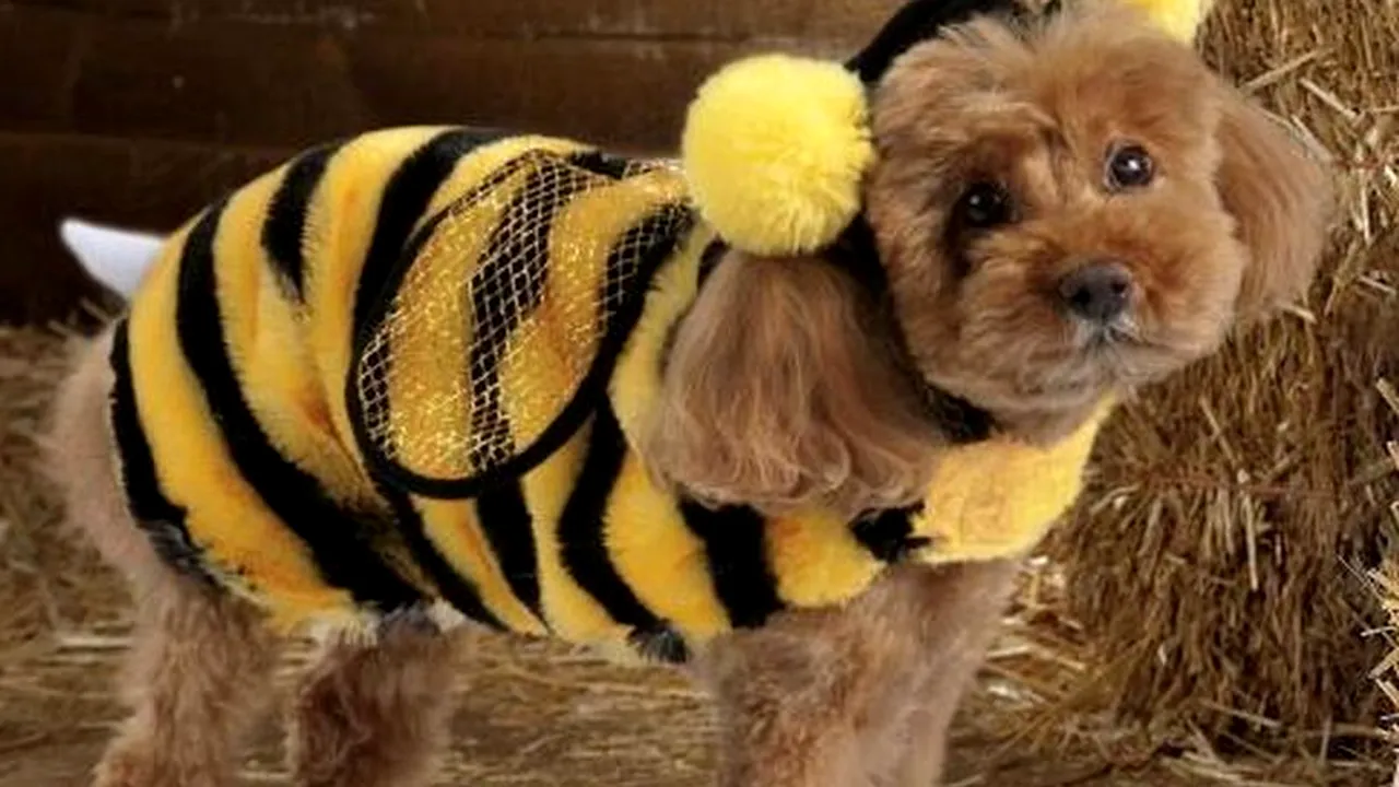 GALERIE FOTO. Cât cheltuiesc americanii pe costume de Halloween pentru animalele lor