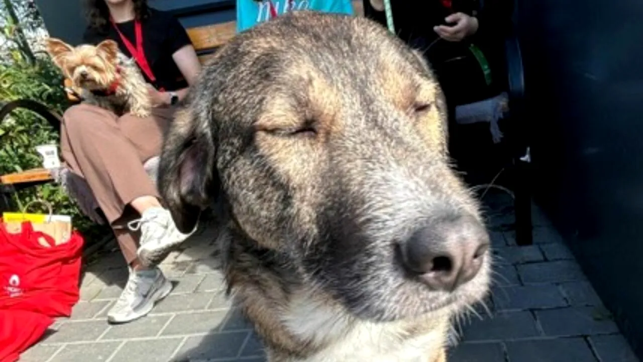 Eroul pe patru picioare. Un câine din Iași donează sânge pentru alte patrupede. Povestea emoționantă a lui Boica, primul donator al băncii locale de sânge pentru animale