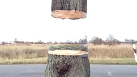 VIDEO. Iluzie optică în natură