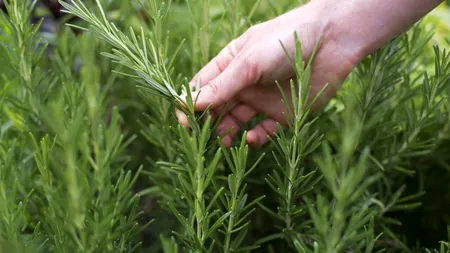 Tot ce trebuie să știi despre ROZMARIN. La ce folosește această plantă și ce beneficii are pentru sănătate