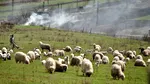 România, pe locul doi în Europa la numărul de ovine, dar nu le mai poate exporta. Cifre uriașe în spatele protestului fermierilor