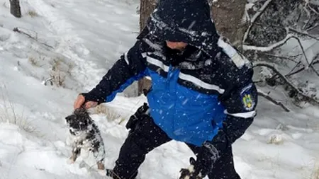 Jandarmii montani din Gorj POVESTESC pe Facebook cum au salvat ȘASE CĂȚELUȘI din zăpadă. Mama puilor le-a ARĂTAT unde erau