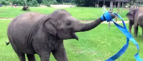 Cum se joacă un pui de elefant cu o panglică