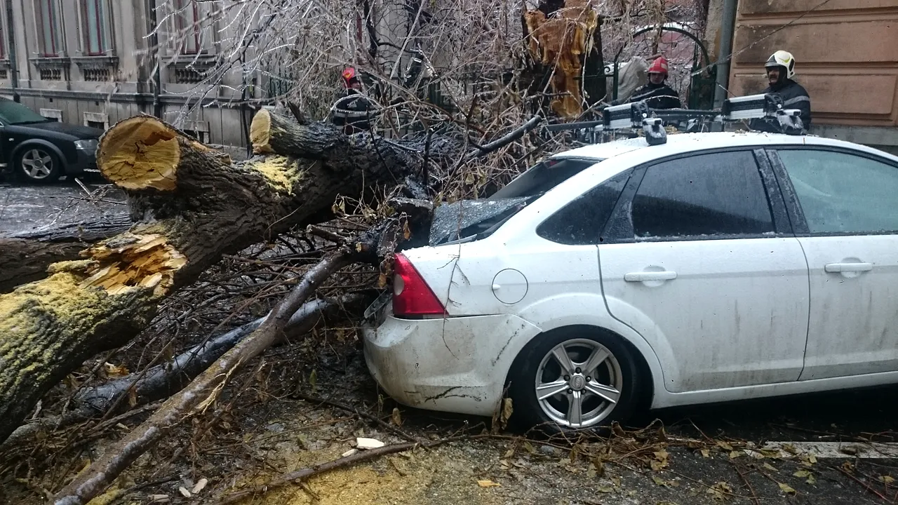 Vremea rea a făcut ravagii în Brăila: Copaci rupți din cauza ploii și vijeliei