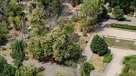 În parcurile Capitalei există 1.600 de arbori PERICULOȘI, care stau să cadă peste trecători. Oamenii evită deja zonele cu probleme