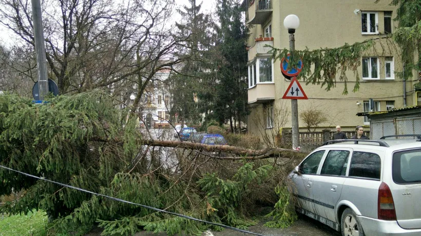 Vântul face prăpăd în România. Peste 7.000 de gospodării, fără curent. Copacii au căzut pe mașini și pe firele electrice