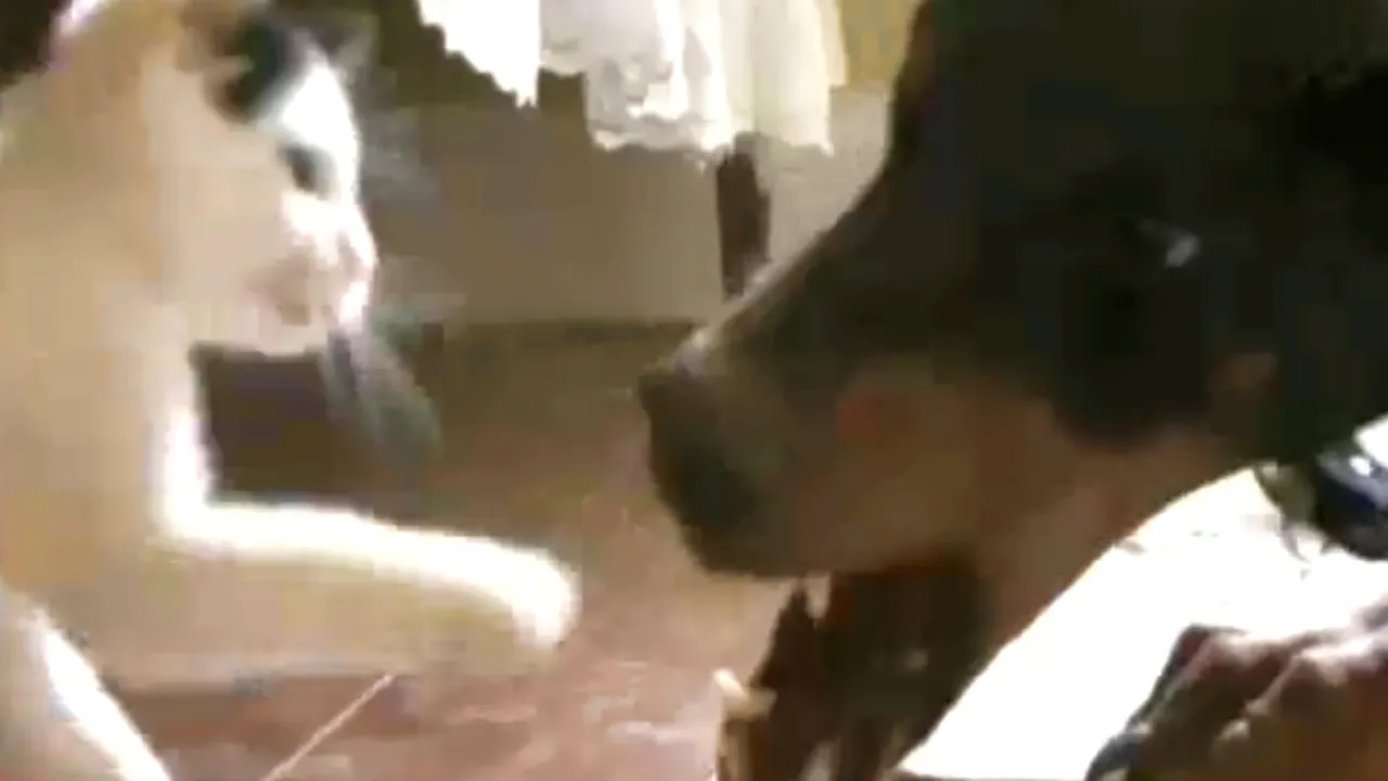 VIDEO. Răbdare de doberman: atacul puiului de pisică